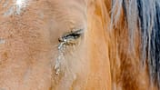 CAVALLO Medizinkompendium Bindehautentzündung Medizinkompendium Bindehautentzündung