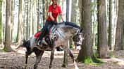 CAVALLO So trainieren Sie das Hinterteil Ihres Pferdes So trainieren Sie das Hinterteil Ihres Pferdes
