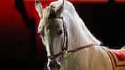 Side view portrait of a thoroughbred lipizzaner horse