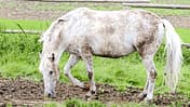 CAVALLO Kompendium Pankreatitis Kompendium Pankreatitis