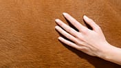 CAVALLO Handpflege für Reiter Handpflege für Reiter