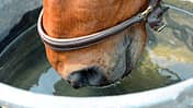 Wasser-Test