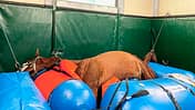 CAVALLO Equi-lift Equi-lift
