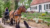Report Waldfarmliebe