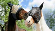 CAVALLO Insekten- und Sonnenschutz Insekten- und Sonnenschutz