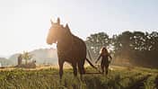 Schwere Warmblüter