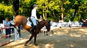 Pferd mit Schlaufzügeln über dem Sprung auf dem Abreiteplatz
