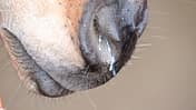 Medizin Kompendium Equine Influenza