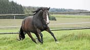 CAVALLO Bewegungsmangel im Stall 