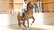 CAVALLO Medizin-Kompendium ECVM