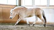 CAVALLO Winterzeit, Freilaufzeit