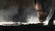 Pferd mit der Nase an einem staubigen Boden