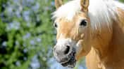 Haflinger, Mimik, Charakter, Porträt Haflinger im Porträt