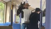 Pferd in der Stuttgarter Stadtbahn Pferd in der Stuttgarter Stadtbahn