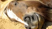 CAVALLO Neue Einstreu-Arten im Test