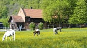 Stuten mit Fohlen auf der Weide in Marbach