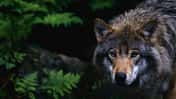 Wolf auf der Jagd 