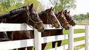 CAVALLO Eine Frage, drei Experten Eine Frage, drei Experten