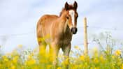 CAV Pferd Herde Weide Koppel Grasen Fohlen
