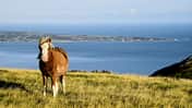 CAVALLO Bergponys in Wales