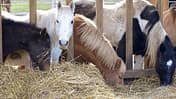 CAVALLO Fütterung nach Maß
