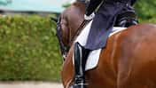 Braunes Dressurpferd mit Reiter auf dem Turnier in Halbtotale