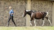 CAVALLO Katja Schnabel zeigt Signale, die zum Folgen animieren