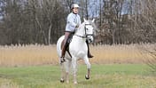 CAVALLO Eine Frage, drei Experten - aufgeregte Pferde