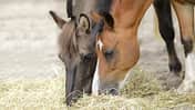 CAVALLO Faser-Fiebel
