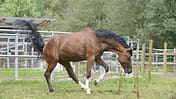 Ein Pferd gerät auf der Weide ins Schwanken, was auf einen Schlaganfall hindeutet