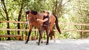 CAVALLO Training auf Augenhöhe
