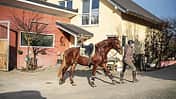 CAVALLO Das wiehernde Dorf Lonnig