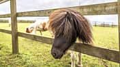 CAVALLO Weidezaun