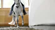 CAVALLO Kreatives Ecken-Training