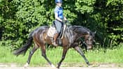 CAVALLO Drei Fragen, drei Experten - Dehnen