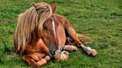 CAVALLO Wieder-Aufbau: Darmsanierung