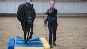 CAVALLO EquiGym
