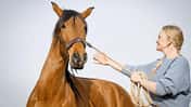CAVALLO hochsensible Pferde CAVALLO hochsensible Pferde