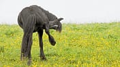 CAVALLO Das juckt uns nicht mehr
