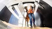 CAVALLO Eine Frage - drei Experten: Wie viel Stress Pferde vertragen und welche Warnzeichen es gibt, Verladetraining