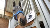 CAVALLO Überwachungskameras, Pferd in Pferdebox mit Kameraüberwachungsschild, Pferd schaut aus Box CAVALLO Überwachungskameras, Pferd in Pferdebox mit Kameraüberwachungsschild, Pferd schaut aus Box