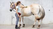 CAVALLO Praxistest Hüfttaschen,  VAUDE „WEGAMOVE”, Aufmacher, Pferd wird von Frau geputzt