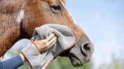 CAVALLO Himmlisch für Putzteufel, Mikrofaser-Tücher von fens, Pferdekopf wird an Wange mit Mikrofasertuch abgewischt
