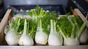 Frische Fenchel-Knollen in einer Kiste.
