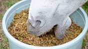 CAVALLO Heuflakes-Test, Pferdemaul von weißem Pferd in Eimer mit Heubrei, Schimmelmaul futtert aus Eimer