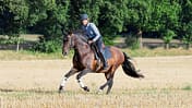 CAVALLO Spiel mit Energie-Kicks und Gelassenheit, Reiter auf Stoppelfeld