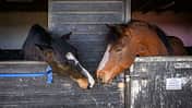CAVALLO Dossier Stress im Stall, zwei Pferde schauen aus Box und beschnuppern sich