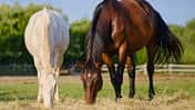 CAVALLO Futter für den Magen, Schimmel und braunes Pferd stehen und futtern auf Wiese Weide
