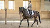 CAVALLO Gutes Reiten - So soll es aussehen, Vera Munderloh reitet auf braunem Pferd durch Reithalle