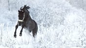 Ein schwarzes Pferd tobt im Schnee